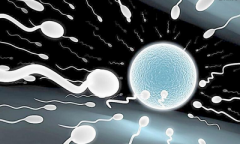 卵子到底长什么样，女人一生排多少