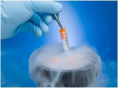 冷冻卵子与冷冻胚胎谁更容易促进试管婴儿的成